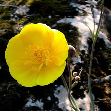 Lade das Bild in den Galerie-Viewer, Grasblättriger Hahnenfuss (Ranunculus gramineus)