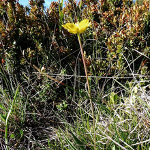 Lade das Bild in den Galerie-Viewer, Grasblättriger Hahnenfuss (Ranunculus gramineus)