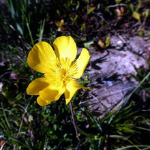 Lade das Bild in den Galerie-Viewer, Grasblättriger Hahnenfuss (Ranunculus gramineus)