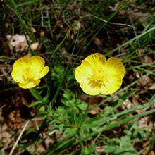 Lade das Bild in den Galerie-Viewer, Grasblättriger Hahnenfuss (Ranunculus gramineus)