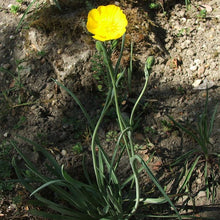 Lade das Bild in den Galerie-Viewer, Grasblättriger Hahnenfuss (Ranunculus gramineus)