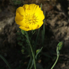Lade das Bild in den Galerie-Viewer, Grasblättriger Hahnenfuss (Ranunculus gramineus)