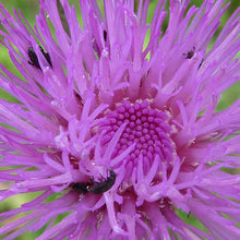 Lade das Bild in den Galerie-Viewer, Graue Kratzdistel (Cirsium canum)