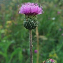 Lade das Bild in den Galerie-Viewer, Graue Kratzdistel (Cirsium canum)