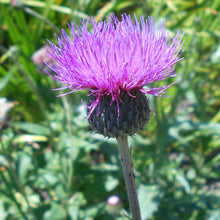 Lade das Bild in den Galerie-Viewer, Graue Kratzdistel (Cirsium canum)
