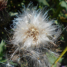 Lade das Bild in den Galerie-Viewer, Graue Kratzdistel (Cirsium canum)