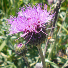 Lade das Bild in den Galerie-Viewer, Graue Kratzdistel (Cirsium canum)