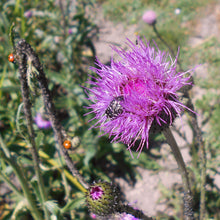 Lade das Bild in den Galerie-Viewer, Graue Kratzdistel (Cirsium canum)