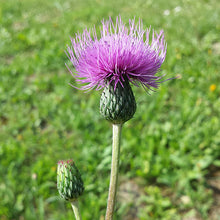 Lade das Bild in den Galerie-Viewer, Graue Kratzdistel (Cirsium canum)
