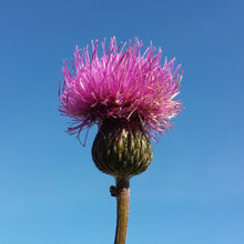 Lade das Bild in den Galerie-Viewer, Graue Kratzdistel (Cirsium canum)