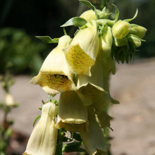 Lade das Bild in den Galerie-Viewer, Grossbluetiger Fingerhut (Digitalis grandiflora)