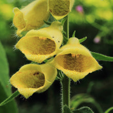 Lade das Bild in den Galerie-Viewer, Grossbluetiger Fingerhut (Digitalis grandiflora)