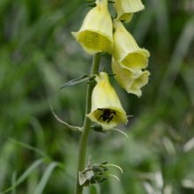 Lade das Bild in den Galerie-Viewer, Grossbluetiger Fingerhut (Digitalis grandiflora)