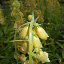 Lade das Bild in den Galerie-Viewer, Grossbluetiger Fingerhut (Digitalis grandiflora)