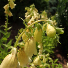Lade das Bild in den Galerie-Viewer, Grossbluetiger Fingerhut (Digitalis grandiflora)