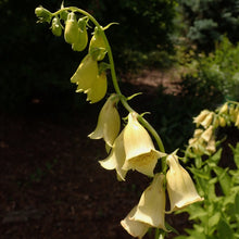 Lade das Bild in den Galerie-Viewer, Grossbluetiger Fingerhut (Digitalis grandiflora)