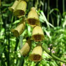 Lade das Bild in den Galerie-Viewer, Grossbluetiger Fingerhut (Digitalis grandiflora)