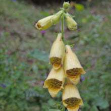 Lade das Bild in den Galerie-Viewer, Grossbluetiger Fingerhut (Digitalis grandiflora)