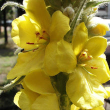 Lade das Bild in den Galerie-Viewer,  Grossblütige Königskerze (Verbascum densiflorum ‚Polyverb‘)