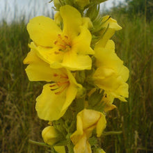 Lade das Bild in den Galerie-Viewer,  Grossblütige Königskerze (Verbascum densiflorum ‚Polyverb‘)