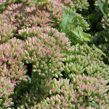 Lade das Bild in den Galerie-Viewer, Grosse Fetthenne (Sedum telephium)