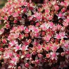 Lade das Bild in den Galerie-Viewer, Grosse Fetthenne (Sedum telephium)