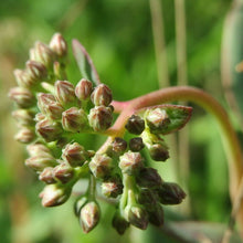 Lade das Bild in den Galerie-Viewer, Grosse Fetthenne (Sedum telephium)