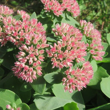 Lade das Bild in den Galerie-Viewer, Grosse Fetthenne (Sedum telephium)