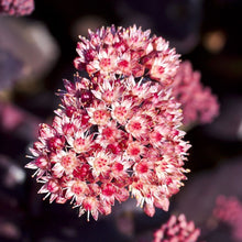 Lade das Bild in den Galerie-Viewer, Grosse Fetthenne (Sedum telephium)