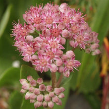 Lade das Bild in den Galerie-Viewer, Grosse Fetthenne (Sedum telephium)