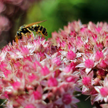 Lade das Bild in den Galerie-Viewer, Grosse Fetthenne (Sedum telephium)