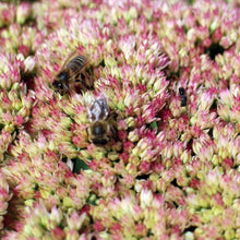 Lade das Bild in den Galerie-Viewer, Grosse Fetthenne (Sedum telephium)