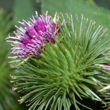 Lade das Bild in den Galerie-Viewer, Grosse Klette (Arctium lappa)