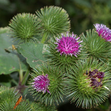 Lade das Bild in den Galerie-Viewer, Grosse Klette (Arctium lappa)