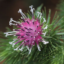 Lade das Bild in den Galerie-Viewer, Grosse Klette (Arctium lappa)