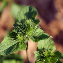 Lade das Bild in den Galerie-Viewer, Grosse Klette (Arctium lappa)