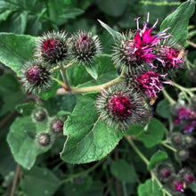 Lade das Bild in den Galerie-Viewer, Grosse Klette (Arctium lappa)