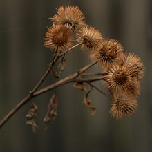 Lade das Bild in den Galerie-Viewer, Grosse Klette (Arctium lappa)