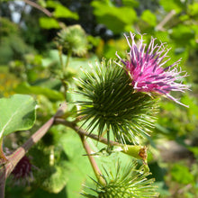 Lade das Bild in den Galerie-Viewer, Grosse Klette (Arctium lappa)