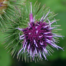 Lade das Bild in den Galerie-Viewer, Grosse Klette (Arctium lappa)