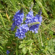 Lade das Bild in den Galerie-Viewer, Grosser Ehrenpreis (Veronica teucrium)