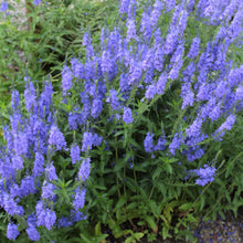 Lade das Bild in den Galerie-Viewer, Grosser Ehrenpreis (Veronica teucrium)