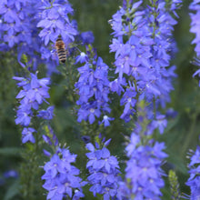 Lade das Bild in den Galerie-Viewer, Grosser Ehrenpreis (Veronica teucrium)