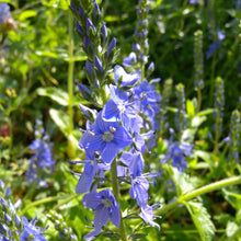 Lade das Bild in den Galerie-Viewer, Grosser Ehrenpreis (Veronica teucrium)