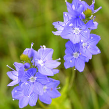 Lade das Bild in den Galerie-Viewer, Grosser Ehrenpreis (Veronica teucrium)