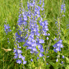 Lade das Bild in den Galerie-Viewer, Grosser Ehrenpreis (Veronica teucrium)