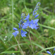 Lade das Bild in den Galerie-Viewer, Grosser Ehrenpreis (Veronica teucrium)