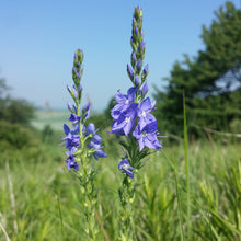 Lade das Bild in den Galerie-Viewer, Grosser Ehrenpreis (Veronica teucrium)