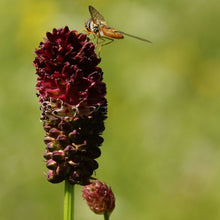 Lade das Bild in den Galerie-Viewer, Grosser Wiesenknopf (Sanguisorba officinalis)