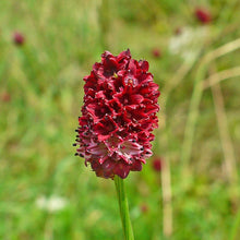 Lade das Bild in den Galerie-Viewer, Grosser Wiesenknopf (Sanguisorba officinalis)